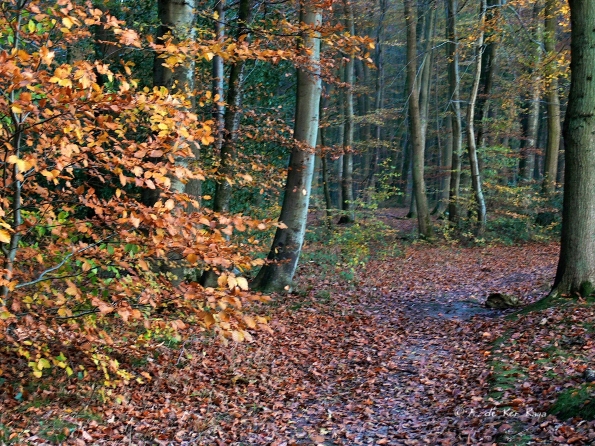 Chant d'automne 2012 (29)